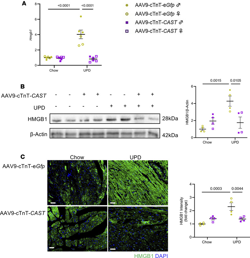 Cardiac-specific calpain inhibition decreases cardiac HMGB1.
(A) qPCR of...