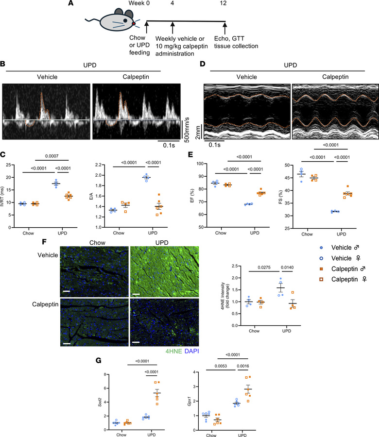 Pharmacological inhibition of calpain reduces ultra-processed diet–induc...