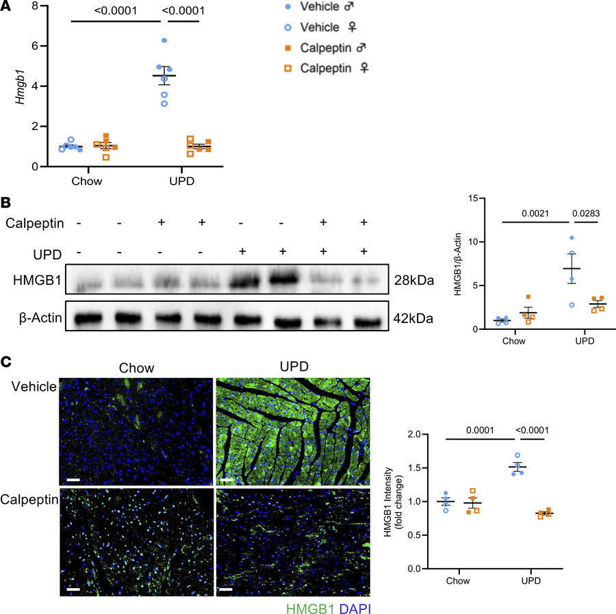 Pharmacological inhibition of calpain decreases cardiac HMGB1.
(A) qPCR ...