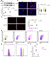 CAST overexpression in human induced pluripotent stem cell–derived cardiomy