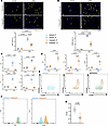 Pharmacological inhibition of calpain reduces ultra-processed diet–induced