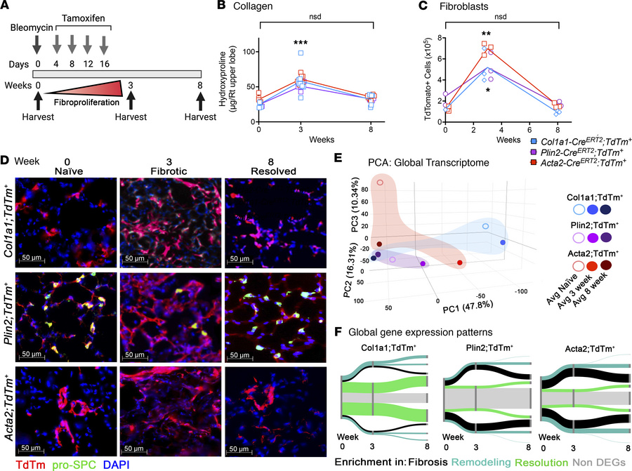 Characterization of fibroblast subsets during fibrosis and spontaneous r...