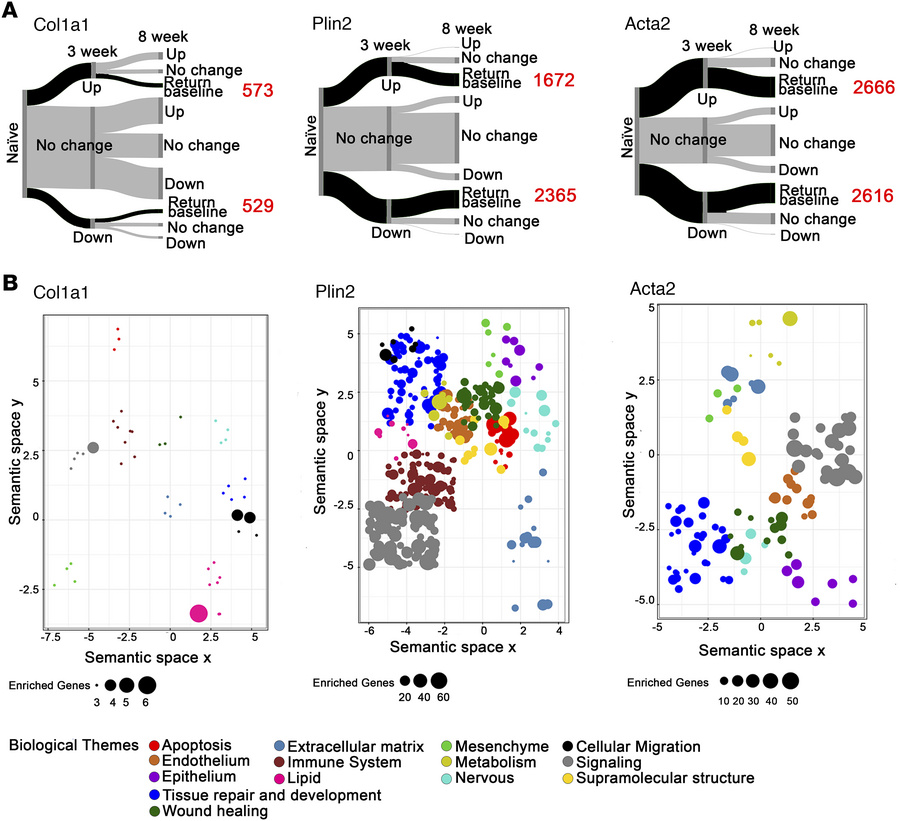 Fibrosis-associated genes and biological pathways are enriched in the Pl...