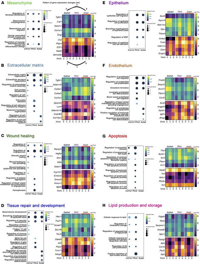 Transcriptional programming of fibrosis-associated genes are enriched in...