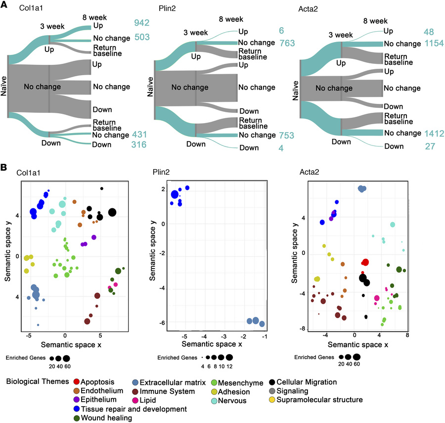 Biological pathways associated with remodeling transcriptional profiles ...