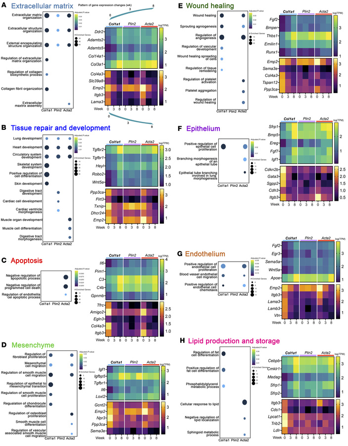 Remodeling-associated transcriptional profile genes are enriched in Col1...