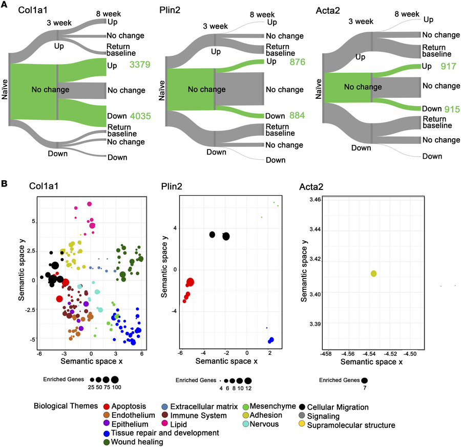 
Col1a1+ fibroblast subset highly express resolution associated transcri...