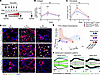 Characterization of fibroblast subsets during fibrosis and spontaneous reso