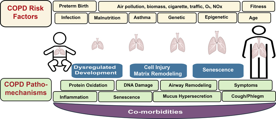 Risk factors and pathomechanisms driving COPD development.
Starting from...