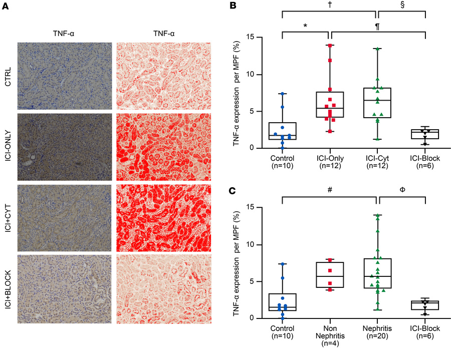 TNF-α expression in renal tubular compartments during immune checkpoint ...