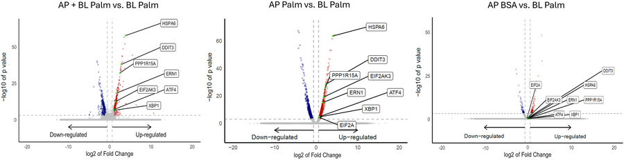 ER stress is induced by AP palmitate exposure.
(A) Volcano plot for gene...