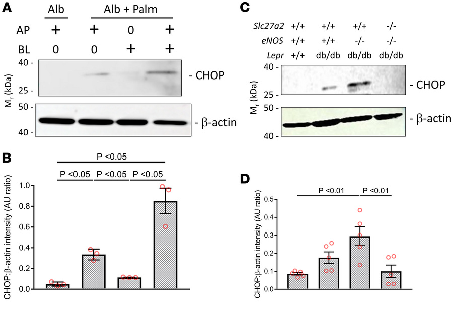 ER stress with in vitro and in vivo models.
(A) AP or BL surfaces of hum...