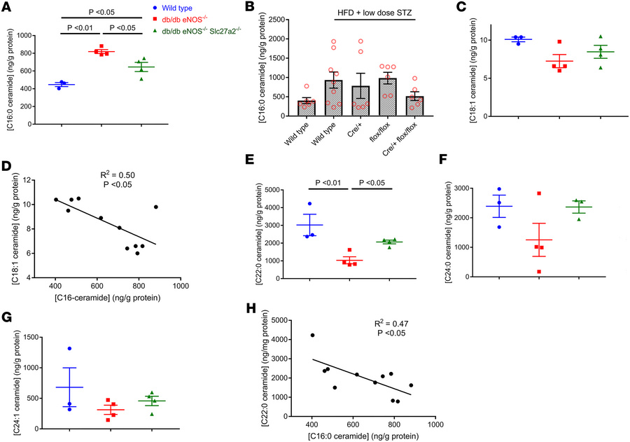 Mouse renal cortex ceramide concentrations.
Kidney cortex from mice with...