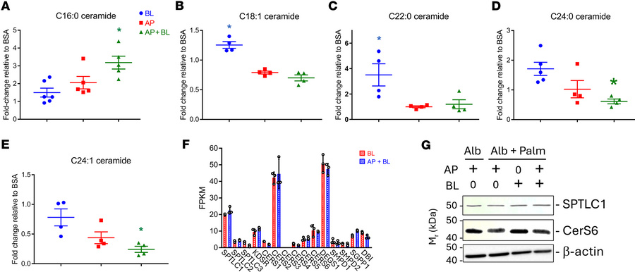 Ceramide concentrations in proximal tubule cells.
(A–E) AP and/or BL sur...