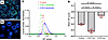 C16:0 ceramide causes ER membrane phase transition to a more ordered state.