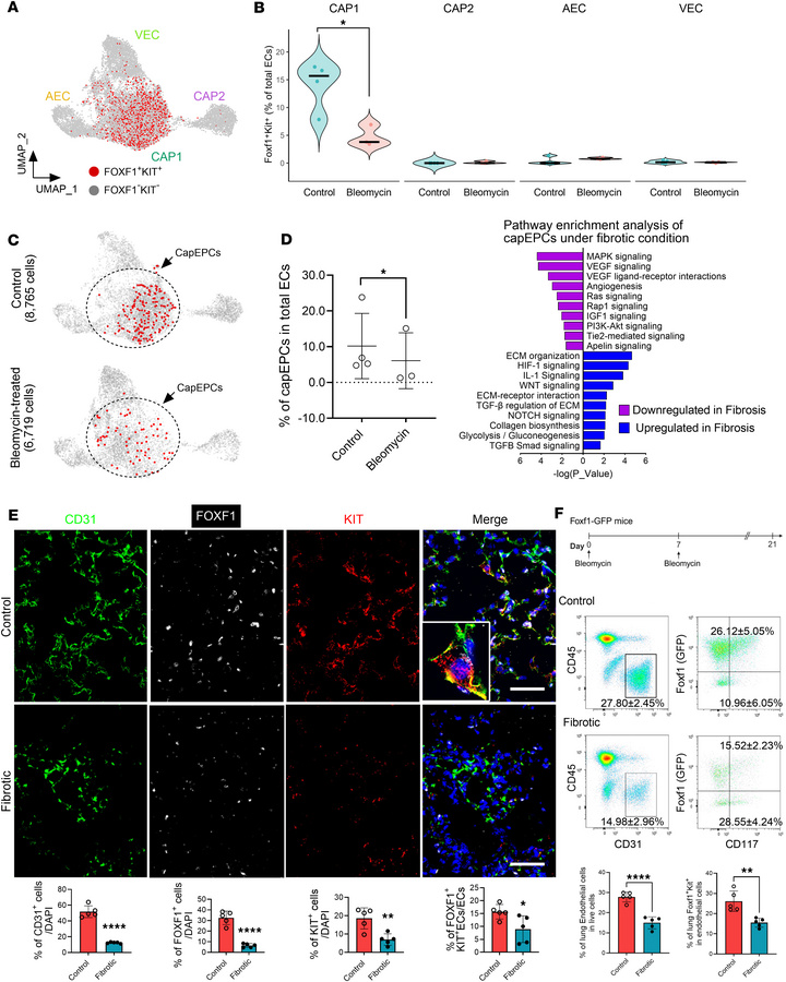 Mouse lung capEPCs localize within CAP1 and are decreased in lungs of bl...
