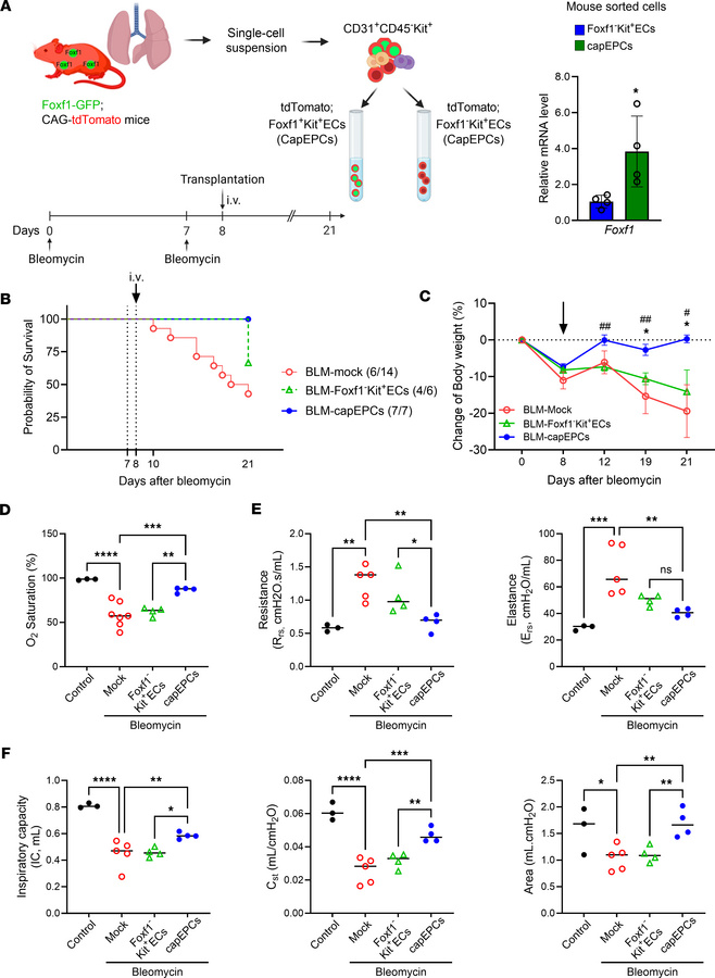 Transplantation of capEPCs improves survival and lung function in bleomy...