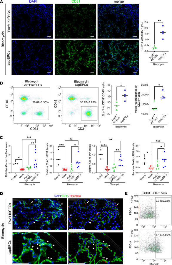 Transplantation of capEPCs increases the number of lung ECs in bleomycin...