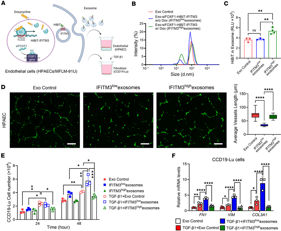 Treatment with IFITM3-containing exosomes improves EC functions but inhi...