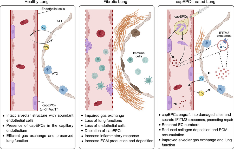 graphical abstract