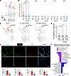 Lung capEPCs localize within CAP1 and are decreased in fibrotic lungs of PF