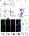 Mouse lung capEPCs localize within CAP1 and are decreased in lungs of bleom