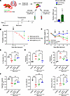 Transplantation of capEPCs improves survival and lung function in bleomycin