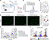 Treatment with IFITM3-containing exosomes improves EC functions but inhibit