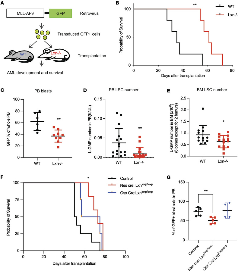 Lxn deletion in niche attenuates MLL-AF9–induced (MA9-induced) leukemia ...