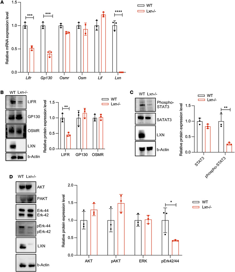 Lxn deficiency in MSCs downregulates LIFR signaling pathways.
(A) qPCR a...
