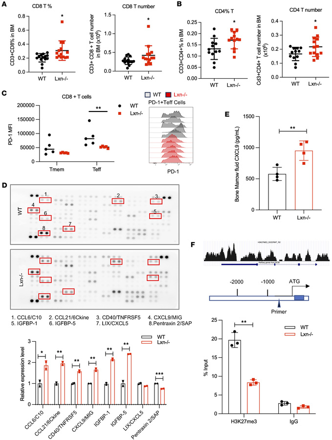 Lxn–/– niche increases Cxcl9-mediated T cell accumulation.
(A) Percentag...