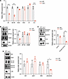 Lxn deficiency in MSCs downregulates LIFR signaling pathways.