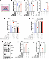 Lxn–/– MSCs enhance CD8+ T cell–mediated cytotoxicity against AML cells thr