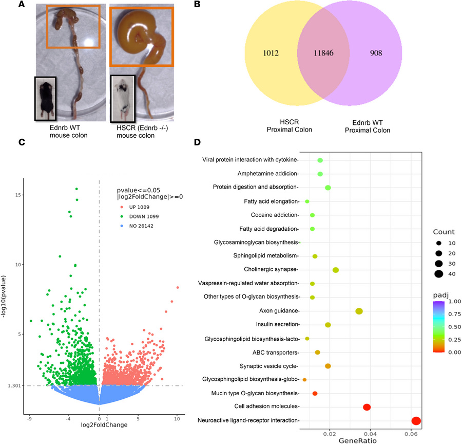 Differential gene expression in proximal ganglionic colon.
(A) The longi...