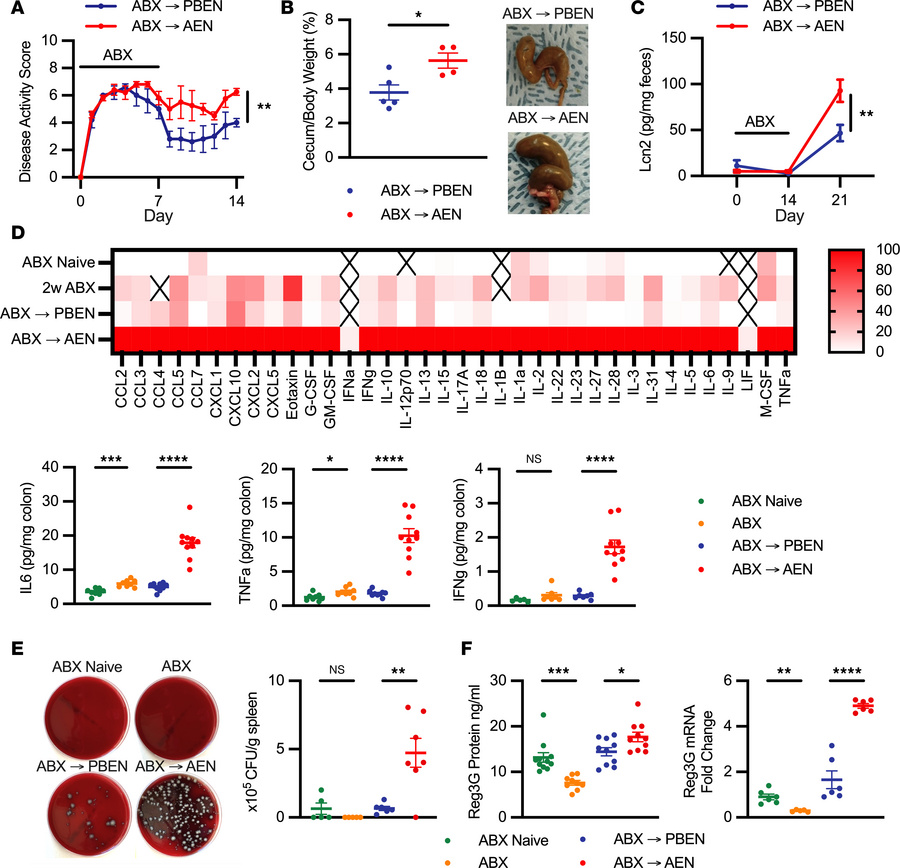 PBEN but not AEN mitigates signs of intestinal inflammation due to ABX e...