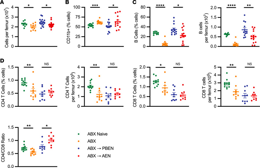 AEN sustains bone marrow myeloid expansion after ABX.
(A) Bone marrow ce...