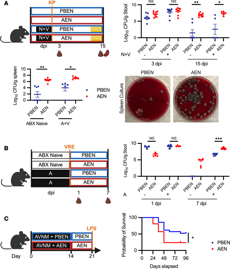 PBEN minimizes severity of post-ABX GI infections.
(A) K. pneumoniae–DSS...