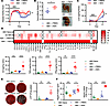 PBEN but not AEN mitigates signs of intestinal inflammation due to ABX expo
