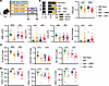 PBEN is superior to AEN in rescuing ABX-induced anemia and leukopenia.