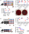 PBEN minimizes severity of post-ABX GI infections.