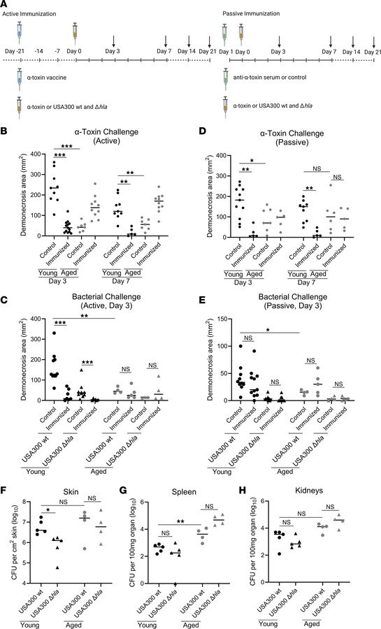 Evaluation of Hla as a virulence factor and vaccine target in aged mice....