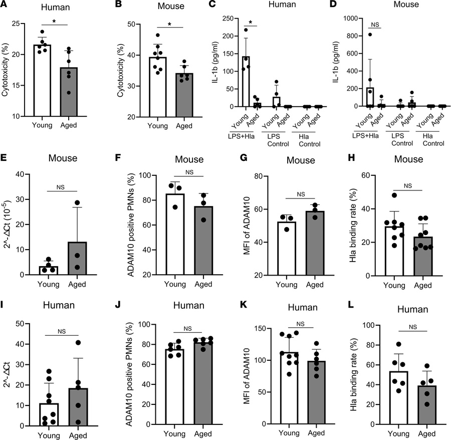 Hla activity and ADAM10 expression in aged hosts.
(A) Hla lysis of human...
