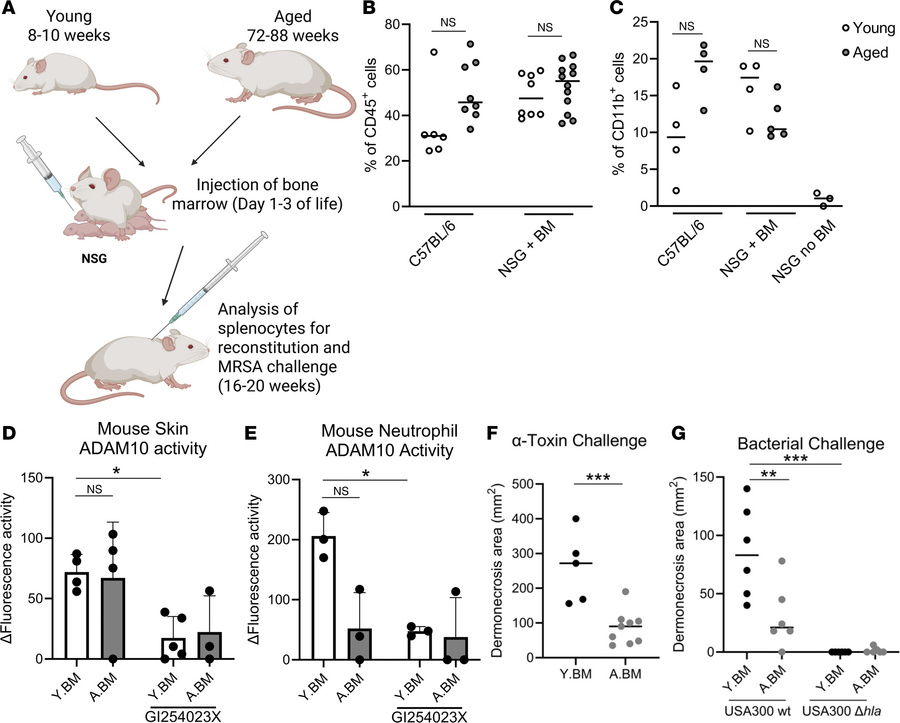Bone marrow–derived immunocytes contribute to reduced Hla activity in ag...