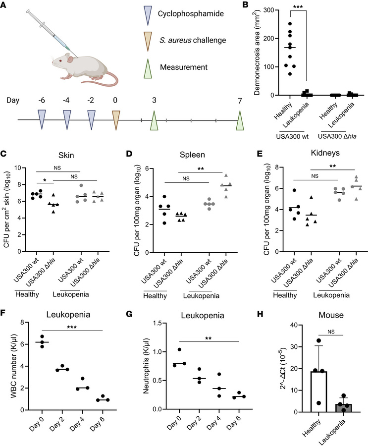 Reduced Hla virulence in mice moderately immunosuppressed with cyclophos...