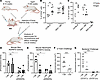 Bone marrow–derived immunocytes contribute to reduced Hla activity in aged