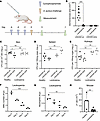Reduced Hla virulence in mice moderately immunosuppressed with cyclophospha