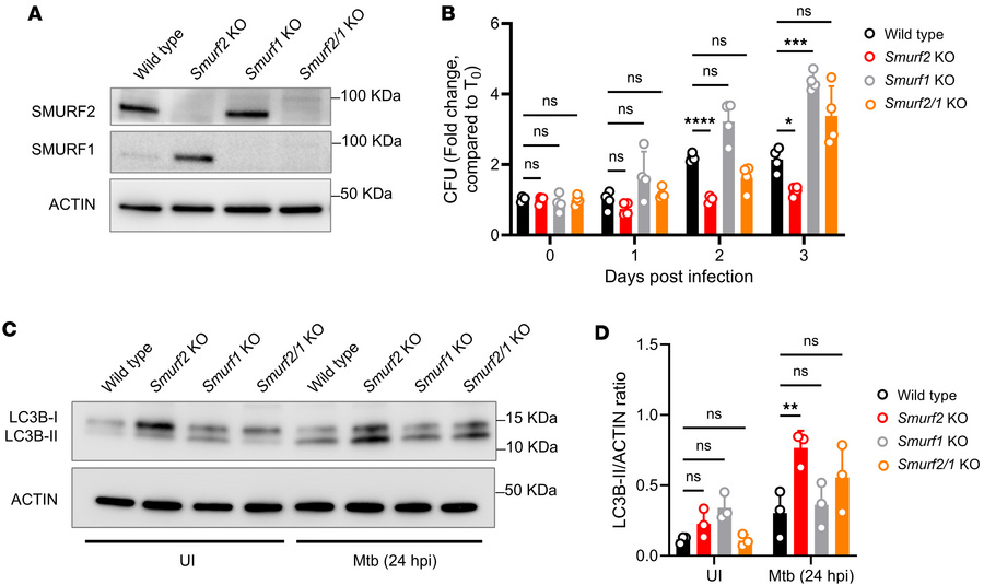 
Smurf2 KO affects M. tuberculosis replication through SMURF1 in murine ...