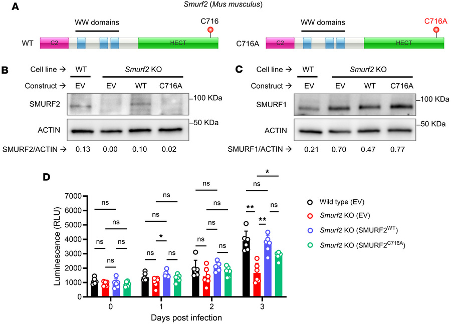 Complementation of BV2 Smurf2-KO cells for SMURF2 expression using a len...