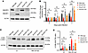 Smurf2 KO affects M. tuberculosis replication through SMURF1 in murine macr