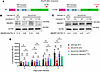 Complementation of BV2 Smurf2-KO cells for SMURF2 expression using a lentiv